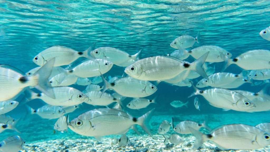 Snorkeling Favignana