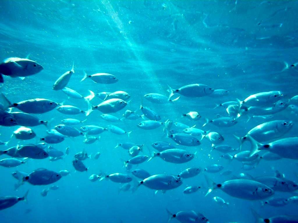 Snorkeling Favignana
